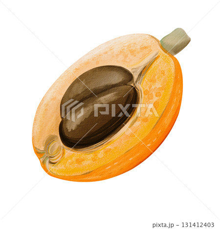 medlar and loquat, an exotic fruit. Orange sweet fruit on a twig. Half and two brown seeds. Watercolor illustration, hand-drawn. High quality illustration 131412403