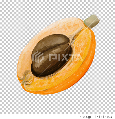 medlar and loquat, an exotic fruit. Orange sweet fruit on a twig. Half and two brown seeds. Watercolor illustration, hand-drawn. High quality illustration 131412403