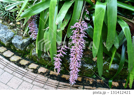 エクメア・フェンドレリ　Fendler Bromeliad 131412421