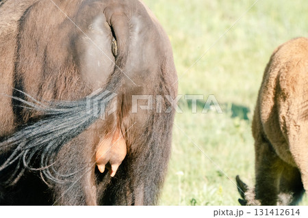 イエローストーン国立公園28 131412614