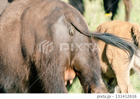 イエローストーン国立公園30 131412616