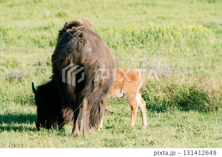 イエローストーン国立公園31 131412649