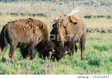 イエローストーン国立公園39 131412657