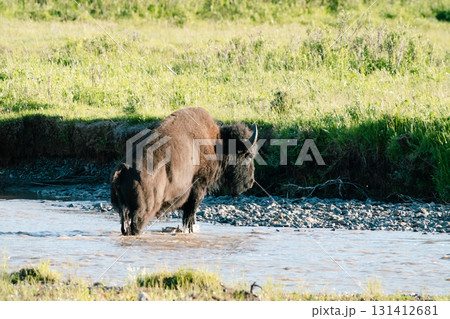 イエローストーン国立公園48 131412681