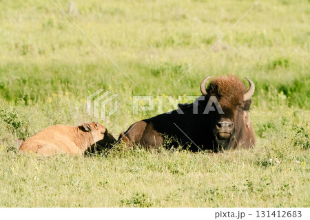 イエローストーン国立公園50 131412683