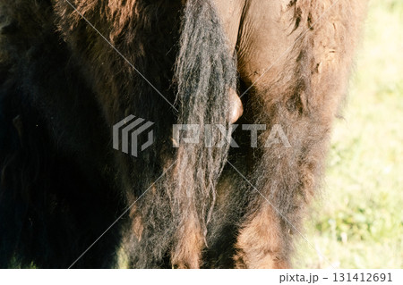 イエローストーン国立公園52 131412691