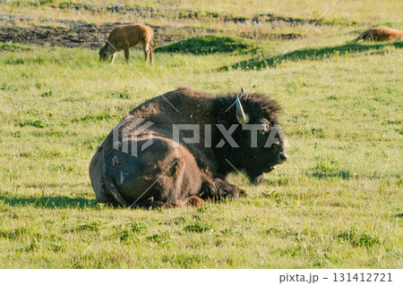 イエローストーン国立公園63 131412721