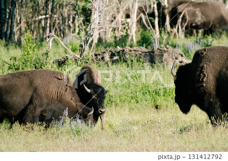 イエローストーン国立公園84 131412792