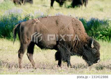 イエローストーン国立公園98 131412866