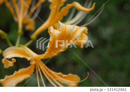 黄色い彼岸花 黄色い彼岸花 131412881
