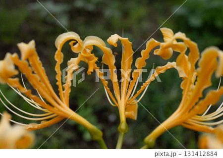 黄色い彼岸花 131412884