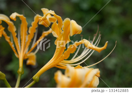 黄色い彼岸花 131412885