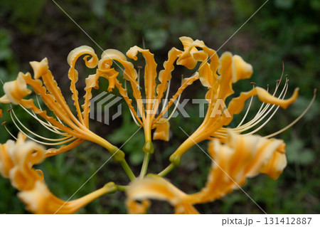 黄色い彼岸花 131412887