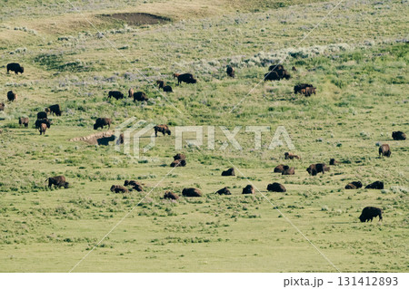 イエローストーン国立公園104 131412893