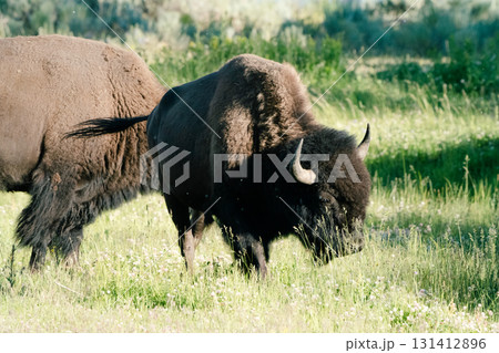 イエローストーン国立公園107 131412896