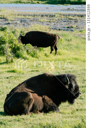 イエローストーン国立公園100 131412899