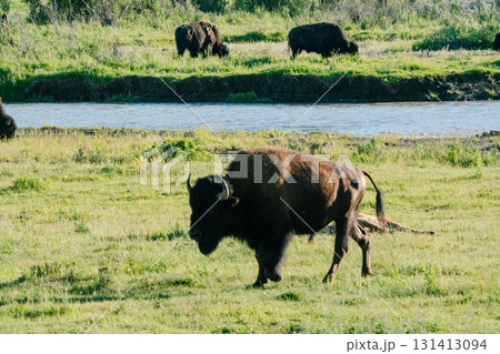 イエローストーン国立公園119 131413094