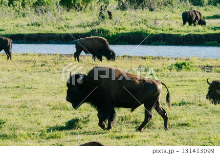 イエローストーン国立公園129 131413099