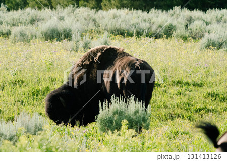 イエローストーン国立公園139 イエローストーン国立公園139 131413126