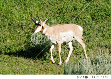 イエローストーン国立公園135 131413130