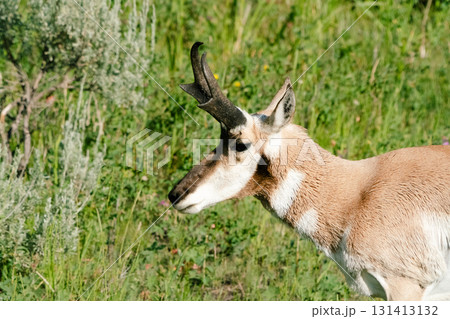 イエローストーン国立公園132 131413132