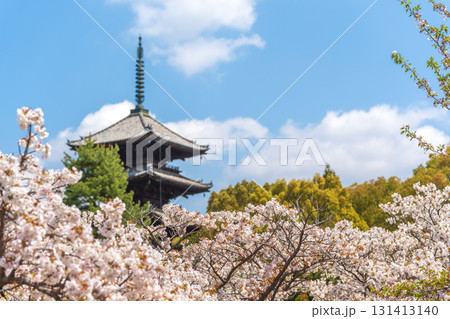 仁和寺の五重塔と満開の御室桜。京都 仁和寺の五重塔と満開の御室桜。京都 131413140