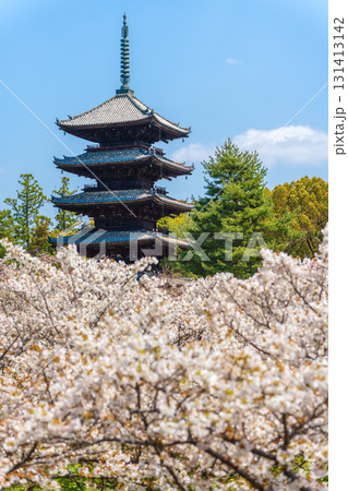 仁和寺の五重塔と満開の御室桜。京都 仁和寺の五重塔と満開の御室桜。京都 131413142