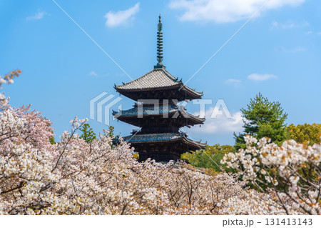 仁和寺の五重塔と満開の御室桜。京都 仁和寺の五重塔と満開の御室桜。京都 131413143
