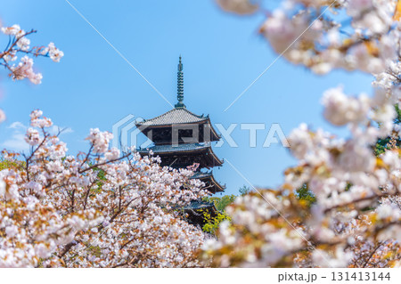 仁和寺の五重塔と満開の御室桜。京都 131413144