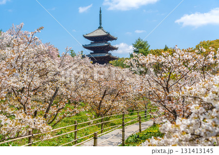 仁和寺の五重塔と満開の御室桜。京都 131413145