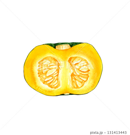 かぼちゃ 緑 野菜 断面 水彩 イラスト かぼちゃ 緑 野菜 断面 水彩 イラスト 131413443