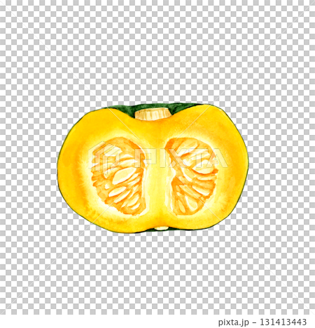 かぼちゃ 緑 野菜 断面 水彩 イラスト かぼちゃ 緑 野菜 断面 水彩 イラスト 131413443