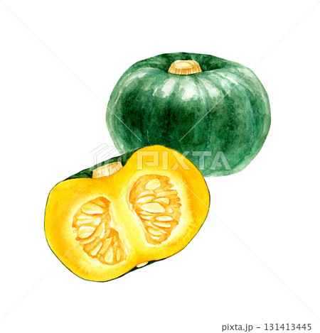 かぼちゃ 緑 野菜 断面 水彩 イラストのイラスト素材 [131413445] - PIXTA
