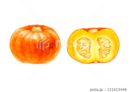 かぼちゃ　オレンジ色　野菜 断面　水彩 イラスト 131413446