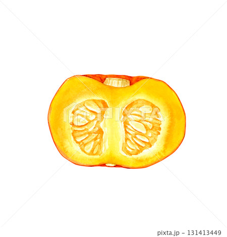 かぼちゃ オレンジ色 野菜 断面 水彩 イラスト かぼちゃ オレンジ色 野菜 断面 水彩 イラスト 131413449