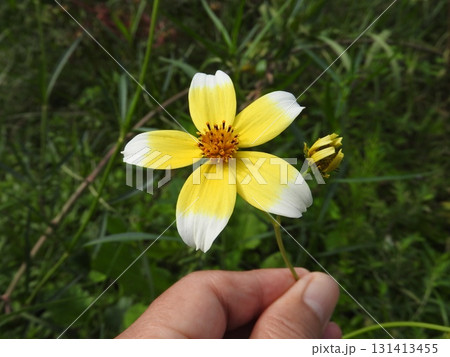 キクザキセンダングサの花 キクザキセンダングサの花 131413455