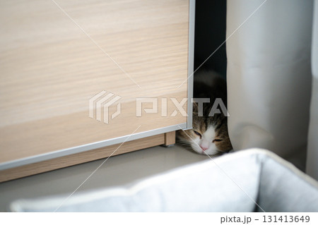 pet activity with scottish straight kitten sleep and relax pet activity with scottish straight kitten sleep and relax 131413649
