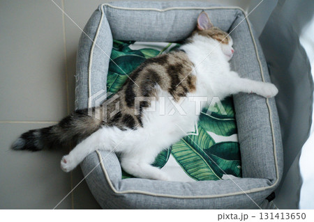 pet activity with scottish straight kitten sleep and relax pet activity with scottish straight kitten sleep and relax 131413650