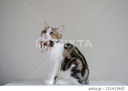 scottish cat clothing with bell and neckless with copy space background 131413682