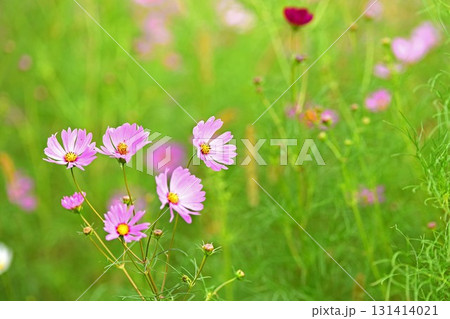 秋の野原に咲くピンクのコスモスの花 秋の野原に咲くピンクのコスモスの花 131414021