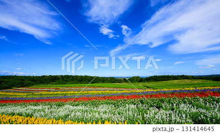 大空と美しい花畑　やくらいガーデン快晴の日　宮城県 131414645