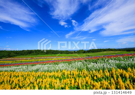 大空と美しい花畑　やくらいガーデン快晴の日　宮城県 131414649