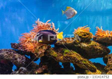 Zebrasoma xanthurum or Yellowtail purple tang Zebrasoma xanthurum or Yellowtail purple tang 131414752