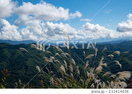 風に揺れるススキの穂 131414836