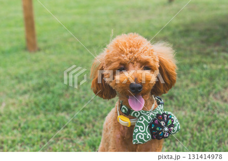 犬と散歩 131414978