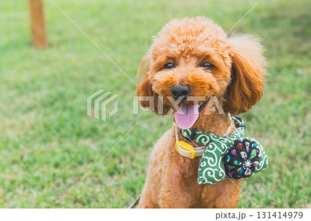 犬と散歩 131414979