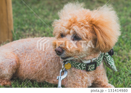 犬と散歩 131414980