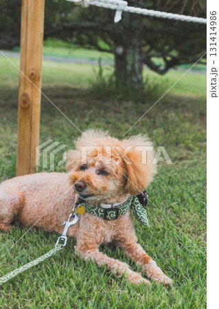 犬と散歩 犬と散歩 131414986