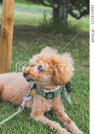 犬と散歩 犬と散歩 131414991