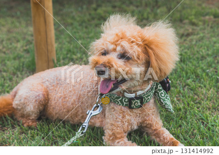 犬と散歩 犬と散歩 131414992